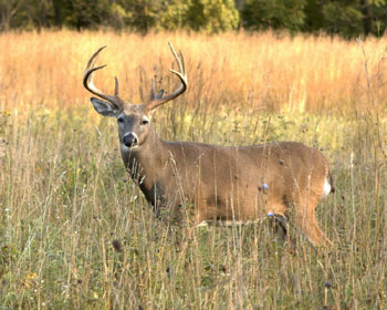 Selective Whitetail Breeding Works in Texas