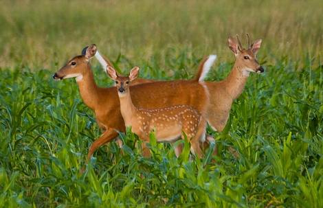 Late Summer: Time for Deer Surveys