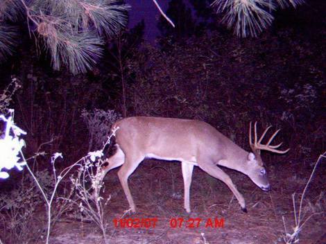 Game camera tips to get your buck!