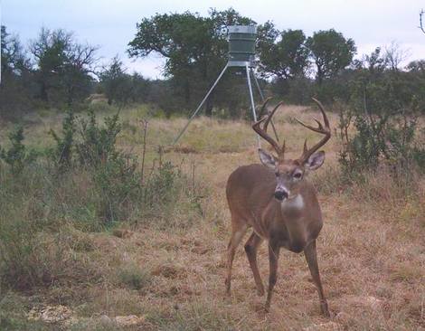 Bag A Big White-tailed Buck Through His Stomach