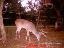 Antlers harden and then bucks rub off velvet