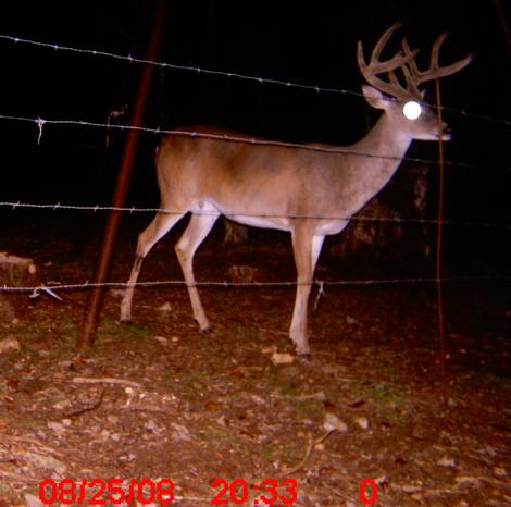 Antlers harden and then bucks rub off velvet