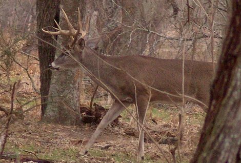 Game Camera Tips for Deer Hunters