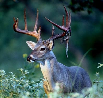 When do bucks lose their velvet?