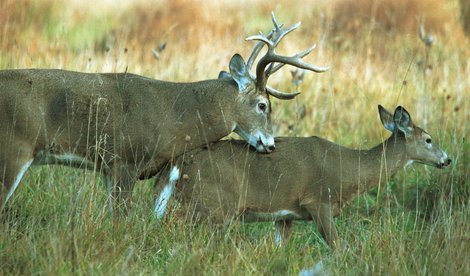 Impact of Pre-Rut Buck Harvest on Genetics