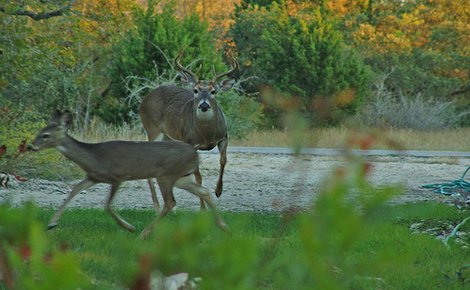 The Central Texas Whitetail Rut Is On!