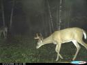 Buck shot with an arrow and caught on game camera