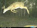 Buck shot with an arrow and caught on game camera