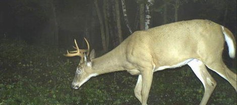 Game Camera Catches Bowhunter’s Shot!