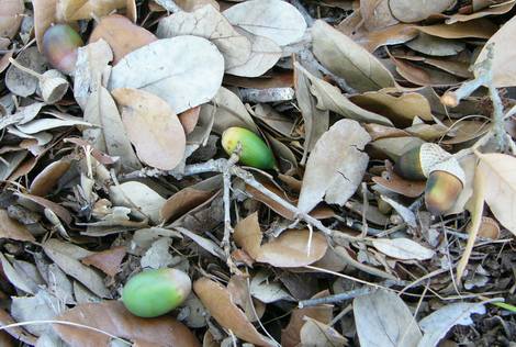 Acorns As White-tailed Deer Food