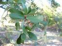 Live oak acorns are falling