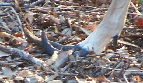 Deer with long hooves suffer from foundering