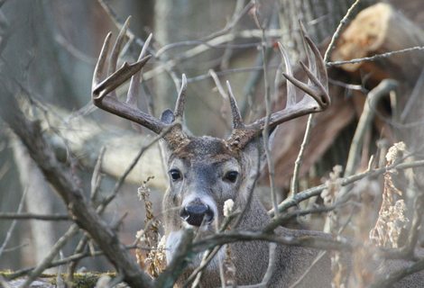 Hunting Pre-Rut Bucks For Success