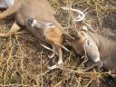 Whitetail bucks lock antlers during a fight