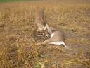 Whitetail bucks lock antlers during a fight