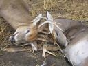 Whitetail bucks lock antlers during a fight