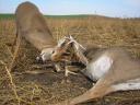 Whitetail bucks lock antlers during a fight