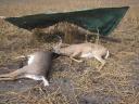 Whitetail bucks lock antlers during a fight