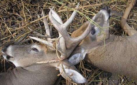 When Whitetail Bucks Lock Antlers