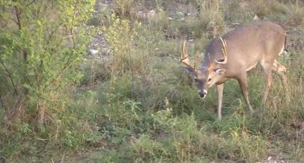 Tips for Hunting Pre-Rut Whitetail Bucks