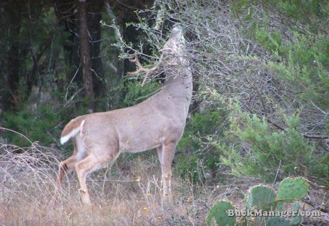 Better Deer Hunting: Whitetail Scrapes or Rubs?