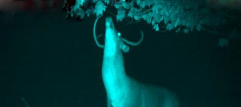 A white-tailed buck making a scrape