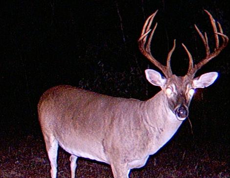 Buck Harvest Strategy and its Impact on Your Deer Herd