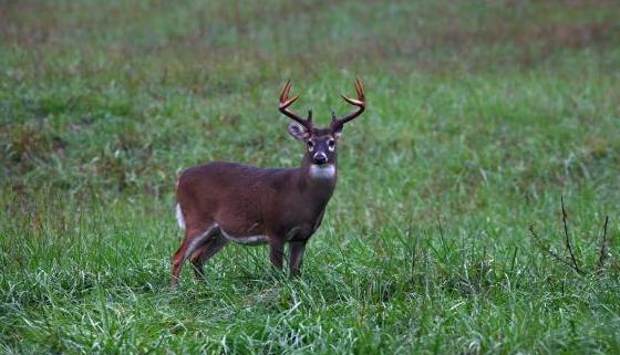 Whitetail Management: White-tailed Deer Food Habits