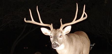 TPWD Wants Comments on New Deer Hunting Regulations