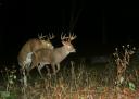 A white-tailed buck attempting to breed another buck