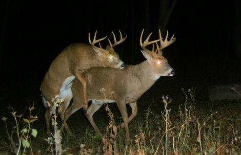 buck-breeding-a-buck-02.jpg