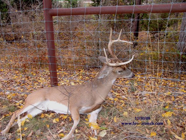 A white-tailed deer hung in a fence