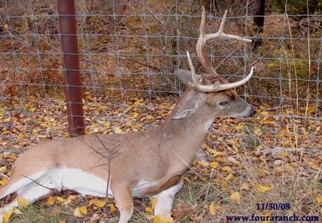 Fighting White-tailed Bucks and Fences