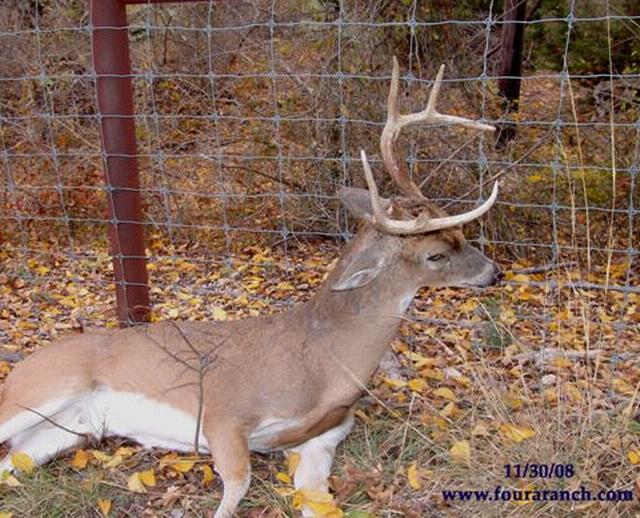 A white-tailed deer hung in a fence
