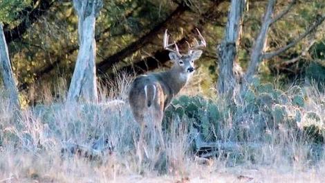 Small Acreage Deer Management