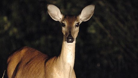 Deer Trappers Arrested in Texas