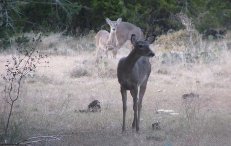 Proper Doe Harvest - Remove Does Early In The Season