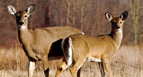 Shooting Does With Fawns