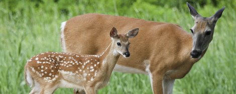 Shooting Does with Fawns