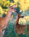 Shooting Does with Fawns