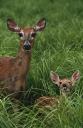Shooting Does With Fawns