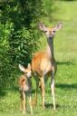 Shooting Does With Fawns