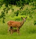 Shooting Does With Fawns