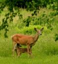 Shooting Does With Fawns