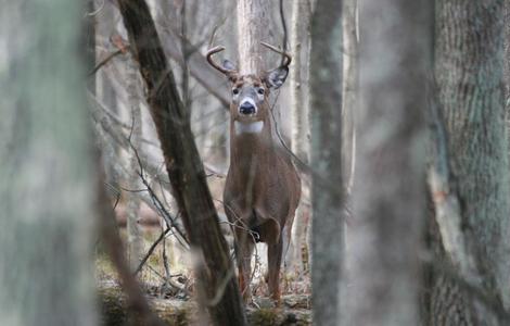 How to Deer Hunt the Early Season