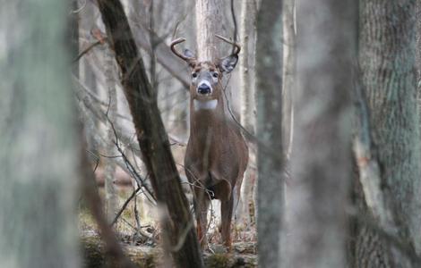 Hunting Post Rut Whitetail