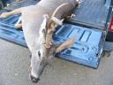 Non-typical buck hit by a vehicle in Milam County