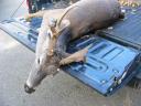 Non-typical buck hit by a vehicle in Milam County