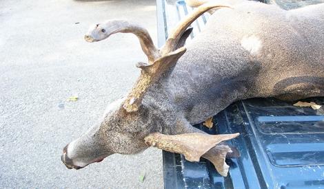 Non-Typical Buck Road-Killed in Milam County