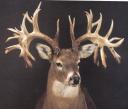 World Record Non-Typical White-tailed buck from Missouri - 333 7/8